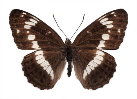 Téléchargez les photos : Papillon de l'amiral blanc du Sud (Limenitis reducta) isolé sur fond blanc - en image libre de droit