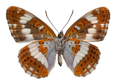 Téléchargez les photos : Papillon amiral blanc du Sud (Limenitis reducta) vu de dessous, isolé sur fond blanc - en image libre de droit