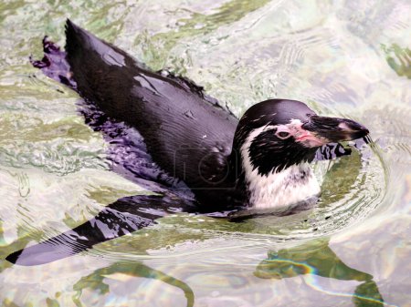 Photo for Humboldt penguin (Spheniscus humboldti) swimming and seen from above - Royalty Free Image