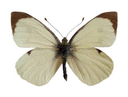Téléchargez les photos : Grand papillon blanc mâle, aussi appelé papillon chou ou blanc chou (Pieris brassicae), ailes ouvertes isolées sur fond blanc - en image libre de droit