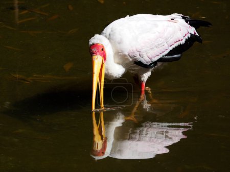 Photo for Yellow-billed stork (Mycteria ibis) walking in a pond with the beak open and the big reflection on water - Royalty Free Image