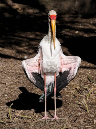 Cigüeña de pico amarillo (Mycteria ibis) las alas extendidas y vistas desde el frente