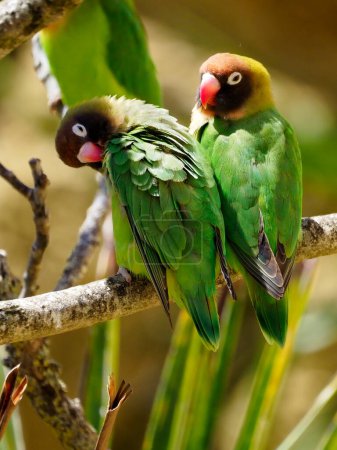 Black-cheeked lovebirds (Agapornis nigrigenis) perched on branch 