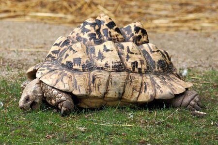 Foto de Primer plano de tortuga leopardo (Stigmochelys pardalis) comiendo hierba - Imagen libre de derechos
