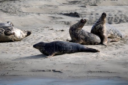 Photo for Group of gray seals or Atlantic seal and the horsehead seal (Halichoerus grypus) of the Bay of Authie near of Berck in France - Royalty Free Image