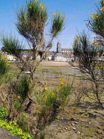 Photo for Port at low tide of Saint Servan who is a district of Saint Malo, seen through broom flowers. Saint Malo is a walled city in Brittany in northwestern France on the English Channel. It is a sub-prefecture of the Ille-et-Vilaine department. - Royalty Free Image