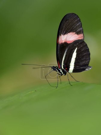 Téléchargez les photos : Papillon facteur (Heliconius melpomene rosina) sur feuille - en image libre de droit