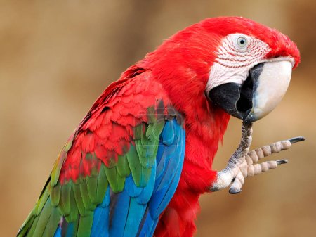 Closeup Green-winged Macaw (Ara chloroptera) seen from profile