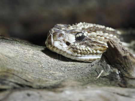 Photo for Head South American rattlesnake (Crotalus durissus) is a highly venomous pit viper species found in South America in the family Viperidae - Royalty Free Image