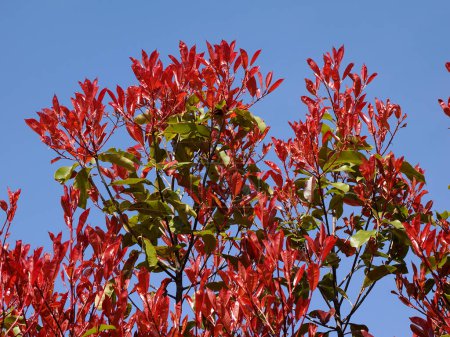Téléchargez les photos : Feuillage rouge de la brousse de photinie sur fond bleu ciel. Les nouvelles feuilles deviennent rouges puis vertes au fil du temps - en image libre de droit