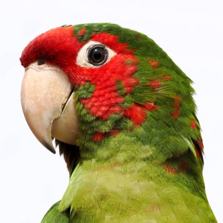 Foto de Retrato de periquito mitrado o cono mitrado (Psittacara mitratus) visto desde el perfil y aislado sobre fondo blanco - Imagen libre de derechos