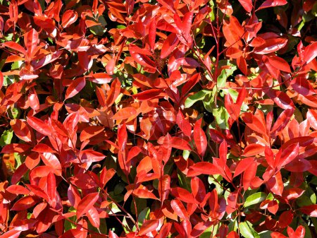 Téléchargez les photos : Fond feuillage rouge de la brousse de photinie. Les nouvelles feuilles deviennent rouges puis vertes au fil du temps - en image libre de droit