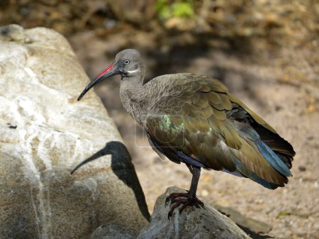 Foto de Hadada ibis (Bostrychia hagedash), también llamada hadeda, de pie sobre roca y vista desde el perfil - Imagen libre de derechos