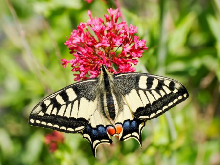 Téléchargez les photos : Papillon à queue d'hirondelle du vieux monde (Papilio machaon) vu d'en haut et ramassant du nectar sur des fleurs de valériane. C'est l'espèce type du genre Papilio - en image libre de droit