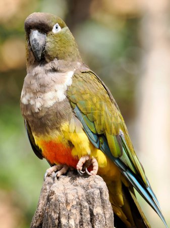 Grundierender Papagei (Cyanoliseus patagonus) hockt auf Holzpfosten