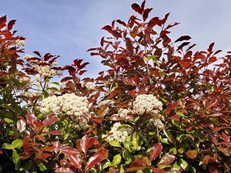 Téléchargez les photos : Feuillage rouge du buisson de photinia en fleurs sur fond bleu ciel. Les nouvelles feuilles deviennent rouges puis vertes au fil du temps - en image libre de droit