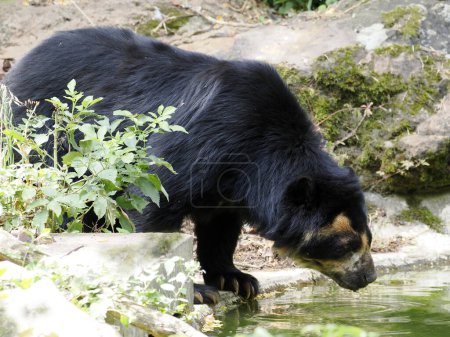 Photo for Andean bear (Tremarctos ornatus) near pond among vegetation, also known as the spectacled bear - Royalty Free Image