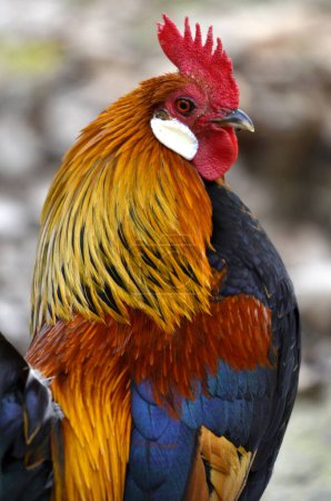 Closeup red and orange rooster (Gallus) view of profile