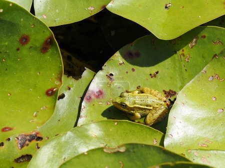 Rana comestible (Pelophylax esculentus) que se mezcla con las hojas de lirio de agua manchada