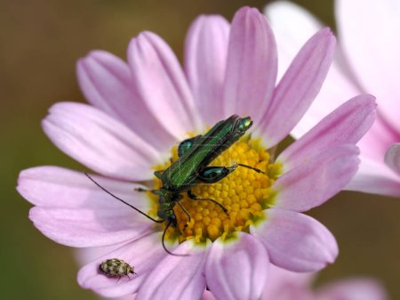Macro of male beetle of Oedemera nobilis feeding on a pink daisy flower and small beetle type Anthrenus verbasci on one petal