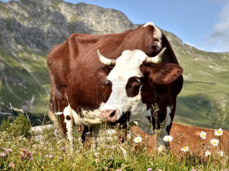 Abondance cow grazing in the French Alps, departamento de Saboya en La Plagne
