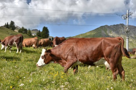 Brown cows grazing in the French Alps in Savoie department  with a ski lift.
