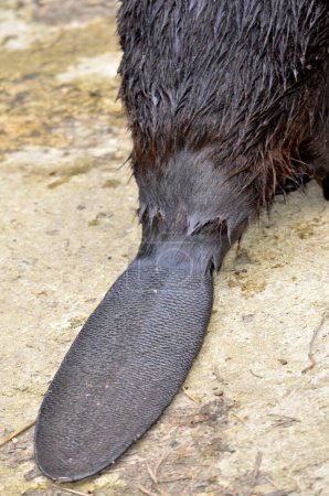 Primer plano de la cola de un castor. La cola del castor, que mide hasta 30 cm de longitud, 20 cm de ancho y 2,5 cm de espesor, se utiliza para realizar tareas importantes, tanto en el agua como en tierra. 