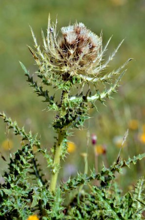 Single Spiniest Thistle flower (Cirsium spinosissimum) in the french Alps