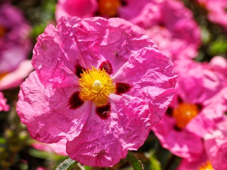 Makro der lila Zistrosenblume im französischen Garten