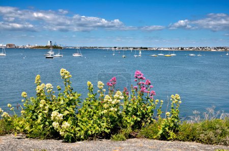 Valerian flowers at Port Louis in France in the Morbihan department in Brittany in north-western France