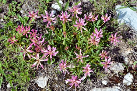 Flores de trébol alpino (Trifolium alpinum) en los Alpes franceses