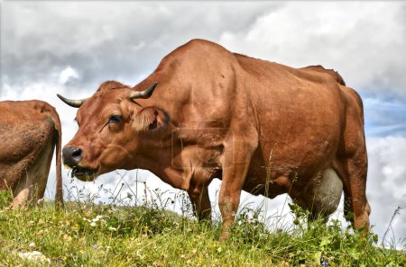 Vaca Tarina pastando en los Alpes franceses en el departamento de Saboya en La Plagne
