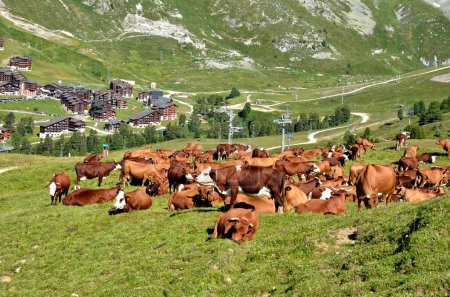 Braune Kühe weiden in den französischen Alpen im Departement Savoyen und im Hintergrund das Dorf La Plagne
