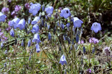 Campanulas (Campanula cochleariifolia también Campanula cochlearifolia) en los Alpes franceses a La Plagne
