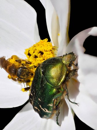 Makrogrüne Cetonia aurata und Honigbiene auf weißer Kosmos-Bipinnatus-Blume