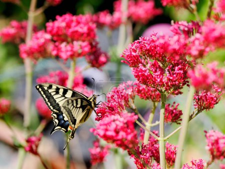 Téléchargez les photos : Papillon à queue d'hirondelle du vieux monde (Papilio machaon) vu de profil et ramassant du nectar sur des fleurs de valériane. C'est l'espèce type du genre Papilio - en image libre de droit