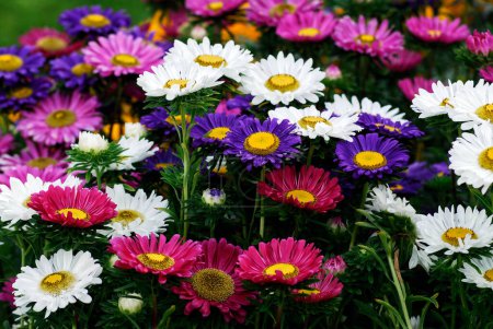  Flowerbed of colored daisies in a french garden