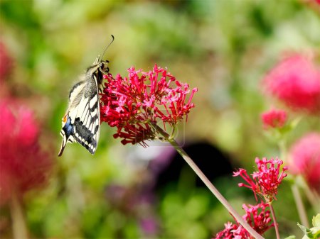 Téléchargez les photos : Papillon à queue d'hirondelle du vieux monde (Papilio machaon) vu de profil et ramassant du nectar sur des fleurs de valériane. C'est l'espèce type du genre Papilio - en image libre de droit