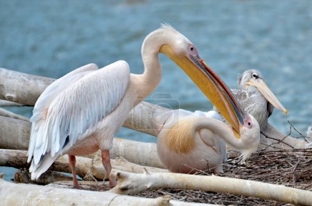 Balz eines Pelikanpaares (Pelecanus onocrotalus) auf einem Nest und in der Nähe eines Teiches