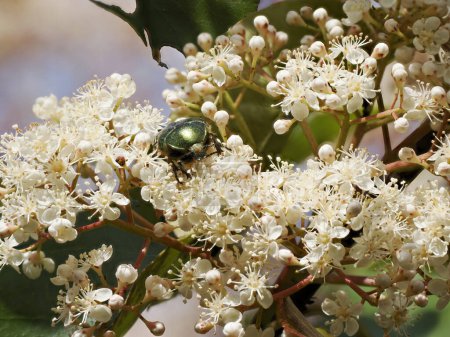Photo for Green Cetonia aurata viewed from front flowering photinia bush - Royalty Free Image