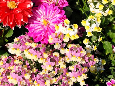 Photo for Red dahlias and pink and yellow nemesias flowers in french garden - Royalty Free Image