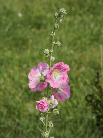 Close-up pink hollyhocks (Alcea rosea) flowers 