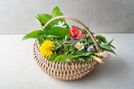 Photo for Wild garlic, nettle, dandelion and other medicinal herbs and wild edible plants growing in early spring. Spring basket background with flowers herbs and plants - Royalty Free Image