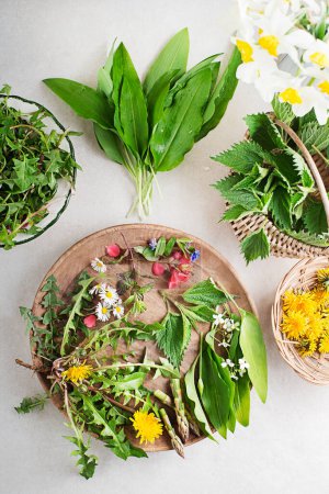 Photo for Wild garlic, nettle, dandelion and other medicinal herbs and wild edible plants growing in early spring. Spring table background with flowers, herbs and plants - Royalty Free Image