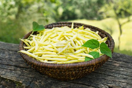 Photo for Freshly plucked yellow string beans in basket, vegetable garden in summer season background - Royalty Free Image
