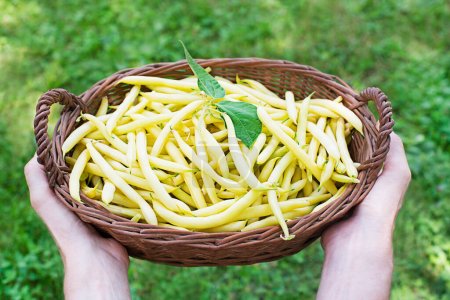 Großaufnahme von frisch gepflückten gelben Saitenbohnen im Korb in Frauenhand, Gemüsegarten im Sommer Hintergrund