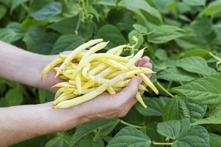 Close up of fresh plucked yellow string beans in woman hands, vegetable garden in summer season background