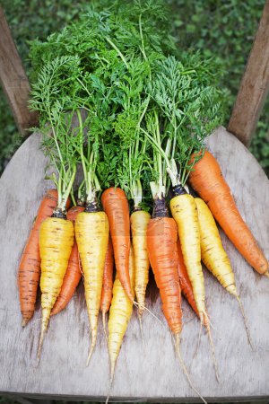 Foto de Montón de zanahorias frescas orgánicas maduras en canasta en el jardín. Agricultura ecológica - Imagen libre de derechos