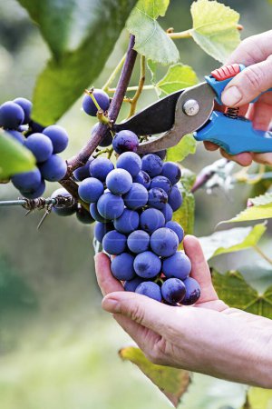 Téléchargez les photos : Gros plan des mains de travailleur Découpage des raisins bleus de la vigne pendant la récolte du vin. Des raisins. Avec un focus sélectif sur le sujet. - en image libre de droit