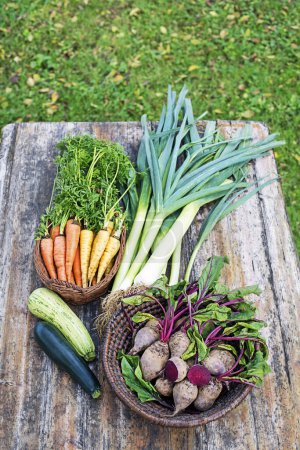 Foto de Cosecha de verduras frescas en una canasta en el jardín. Productos de jardín y hortalizas cosechadas. Hortalizas frescas de granja sobre mesa de madera - Imagen libre de derechos